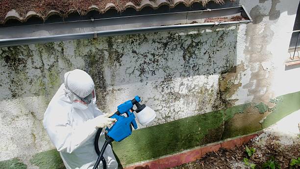 Top rated local Basement Mold Removal specialists in West Milford, NJ